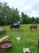 Thumbnail 20250611_083638.jpg 