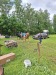 Thumbnail 20250611_084102.jpg 
