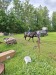 Thumbnail 20250611_084109.jpg 