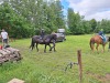 Thumbnail 20250611_085349.jpg 